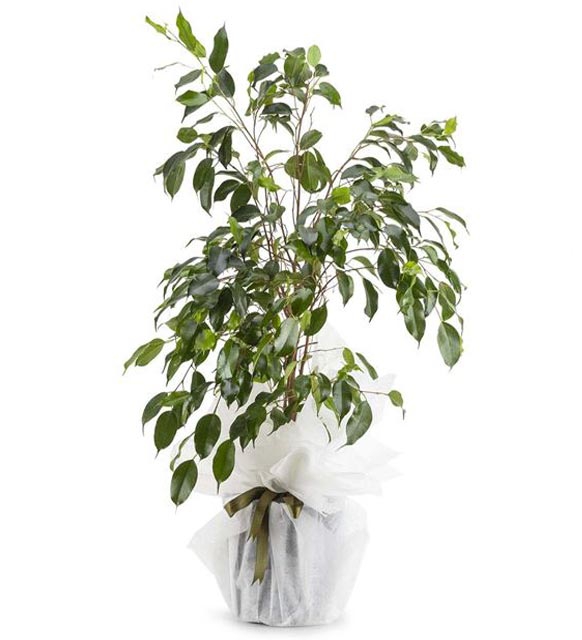 Ficus Benjamin